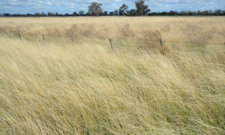 The same wetland when dry. Photo: Damien Cook The same wetland when dry. Photo: Damien Cook